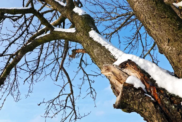 Branche Cerisier Hiver Avec Neige — Photo