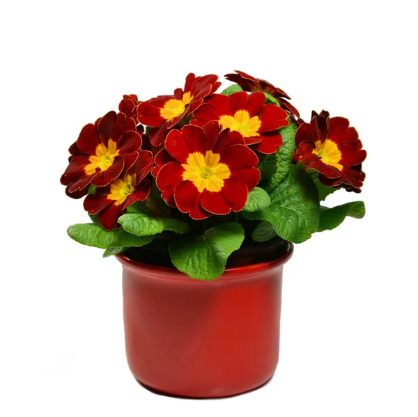 Primula Rosso Scuro Vaso Fiori — Foto Stock