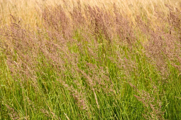 Campo Grama Com Uma Bela Flor — Fotografia de Stock