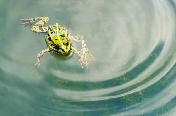 水中的绿色青蛙 — 图库照片