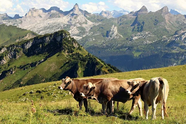 Коров Яче Пасовище Фронтовому Стакані — стокове фото