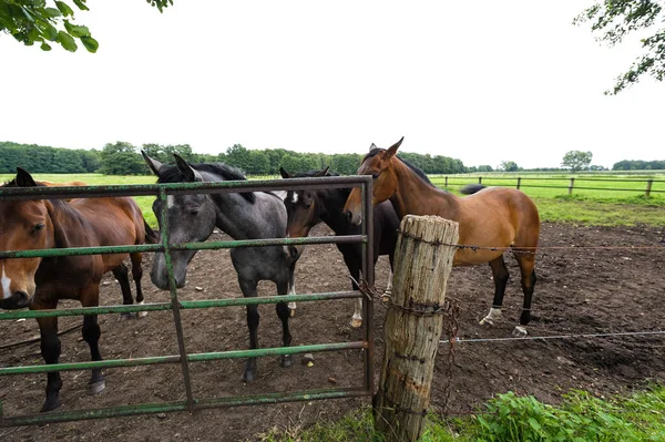 Caballos Delante Puerta — Foto de Stock