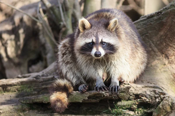 Raccoon Animal Rodent Mammal — Stock Photo, Image