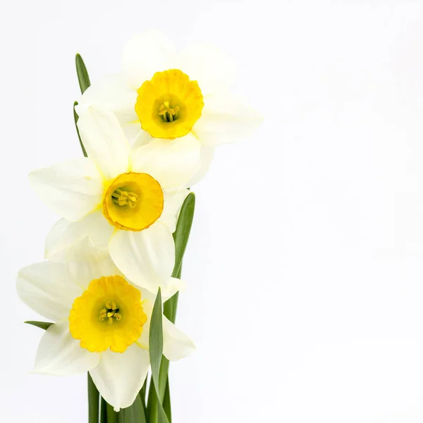 Scenic View Beautiful Narcissus Flower — Stock Photo, Image