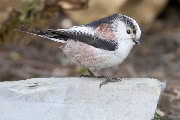 Malerische Ansicht Der Schönen Meise Vogel — Stockfoto