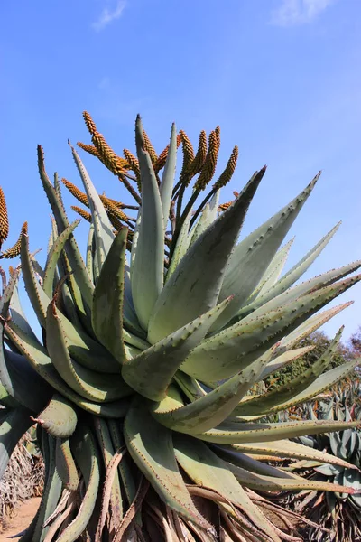 꽃으로 얼룩진 — 스톡 사진