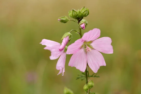 Moschus Malve Malva Moschata — 스톡 사진