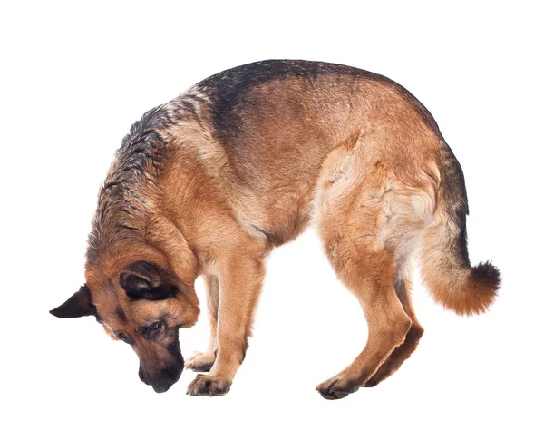 Porträt Eines Schäferhundes Auf Weißem Hintergrund — Stockfoto