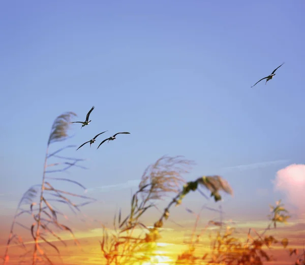 Tropiske Fugler Som Flyr Ved Solnedgang – stockfoto