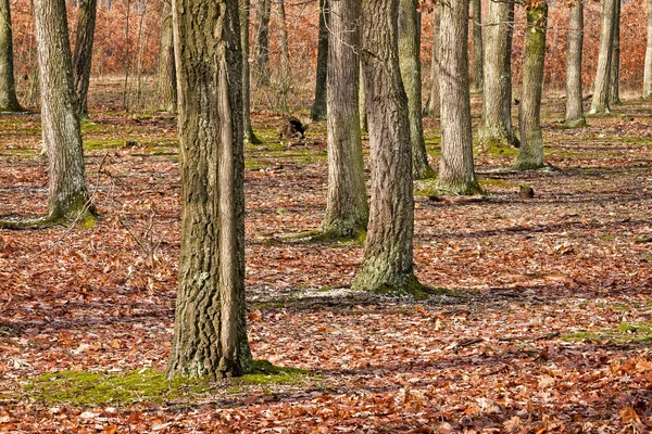 Дубовый Лес Осенью — стоковое фото