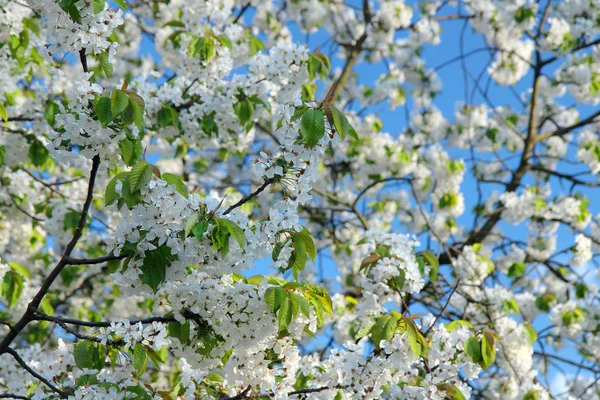 Cerejeira Florescer Flores Primavera — Fotografia de Stock