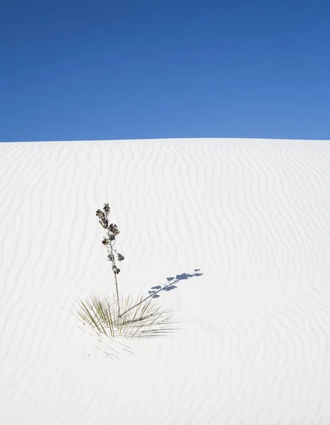 Dune Blanche Dans White Sands National Monument Nouveau Mexique États — Photo
