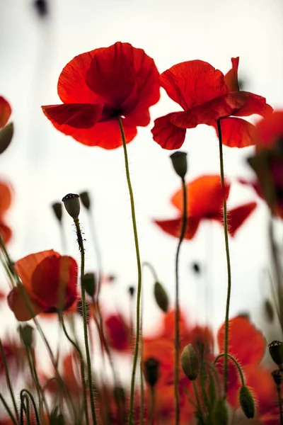 Prairie Avec Des Fleurs Pavot Rouge Printemps — Photo