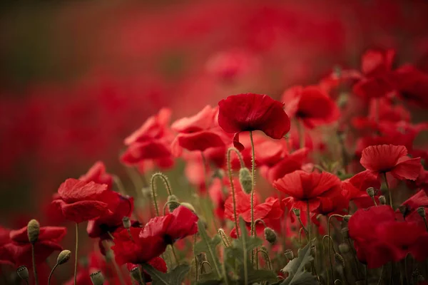 Prairie Avec Des Fleurs Pavot Rouge Printemps — Photo