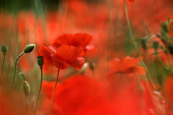 Louka Červenými Květy Máku Jaře — Stock fotografie
