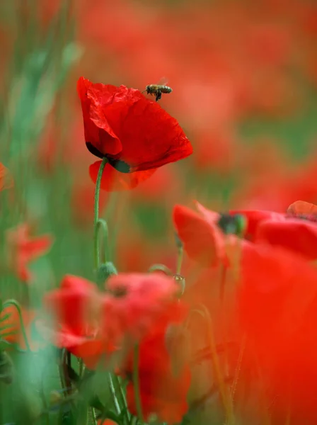 Rét Vörös Mákvirágokkal Tavasszal — Stock Fotó