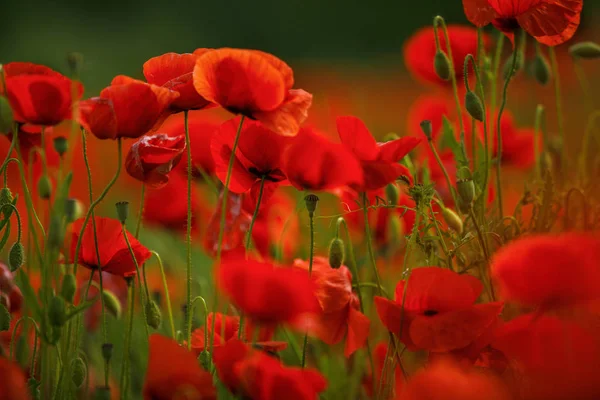 Vista Cerca Hermosas Flores Amapola Silvestre — Foto de Stock