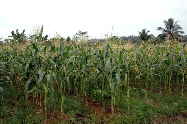 Blick Auf Maisfeld Landwirtschaftliches Konzept — Stockfoto