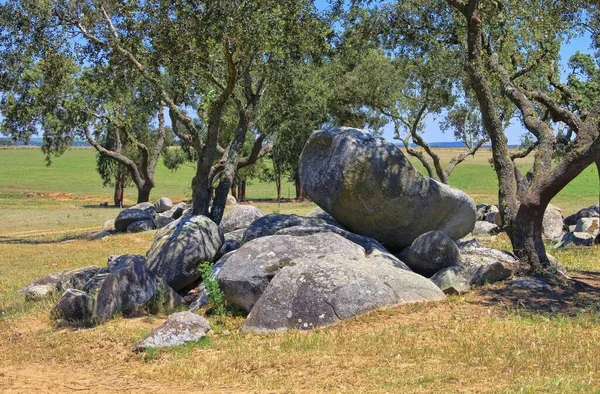 Dąb Megalityczny Dąb Holmski Megalityczny Dąb Święty — Zdjęcie stockowe