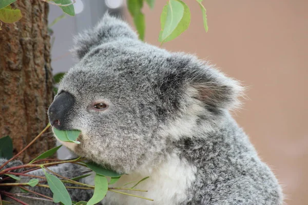 Niedźwiedź Koala Zwierzę Dzikie — Zdjęcie stockowe