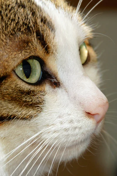 Gato Doméstico Animal Compañía — Foto de Stock