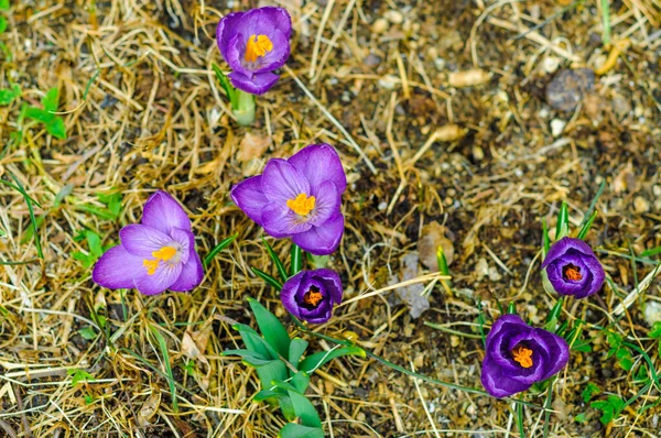 Springtime Crocus Flowers Bloom — Stock Photo, Image