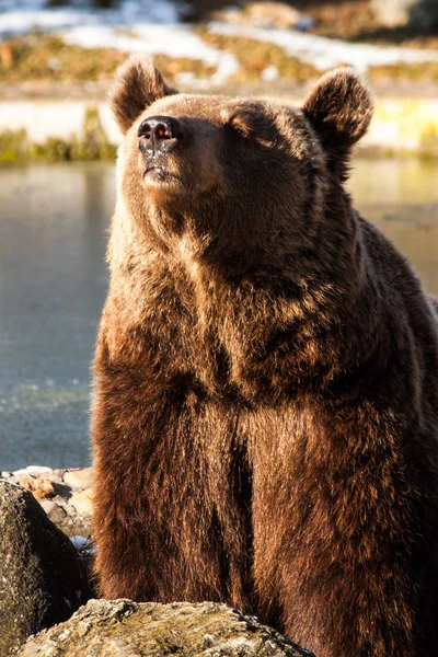 Бурый Медведь Гризли — стоковое фото