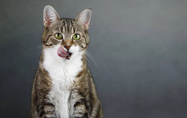 Retrato Gato Lamiendo Boca Después Alimentarse —  Fotos de Stock