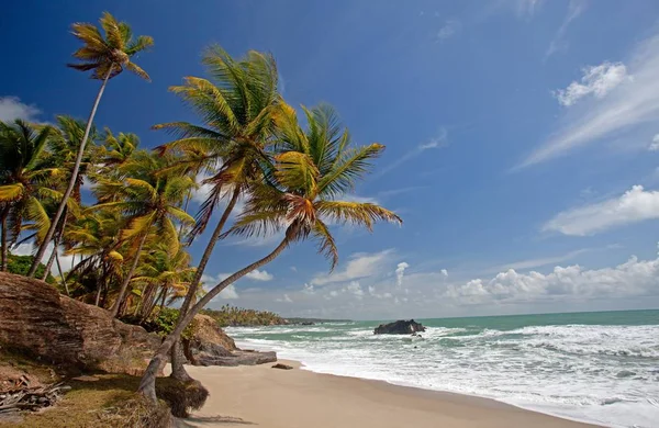 Tropikalna Plaża Palmami Błękitnym Niebem — Zdjęcie stockowe