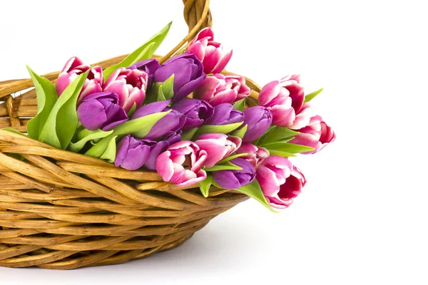 Pestrobarevné Tulipány Košíku — Stock fotografie