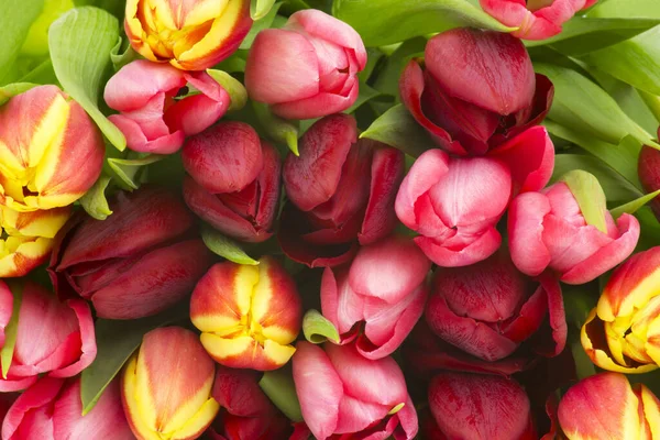 Tulipas Coloridas Flores Primavera — Fotografia de Stock