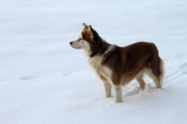 Potret Anjing Yang Lucu — Stok Foto