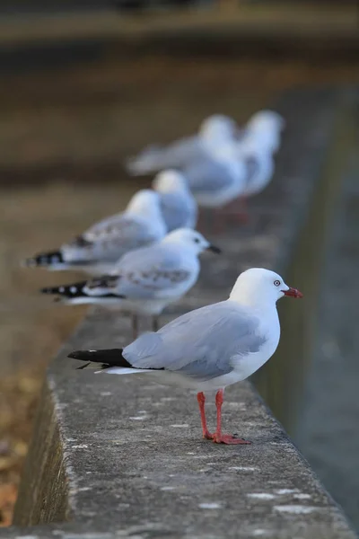 Möwen Lebensraum Wildniskonzept — Stockfoto