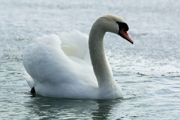 Schwan Gospodzie — Zdjęcie stockowe