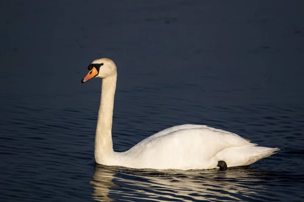 Scenic View Beautiful Bird Nature — Stock Photo, Image