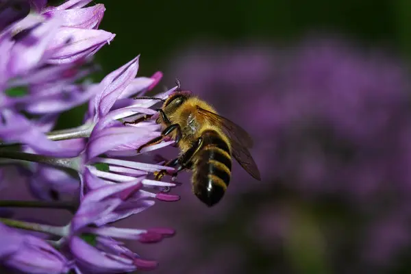 Schöne Blumen Blumiges Konzept Hintergrund — Stockfoto