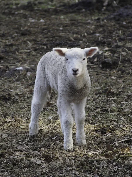 Aussichtsreicher Blick Auf Die Landwirtschaft Auf Dem Land — Stockfoto