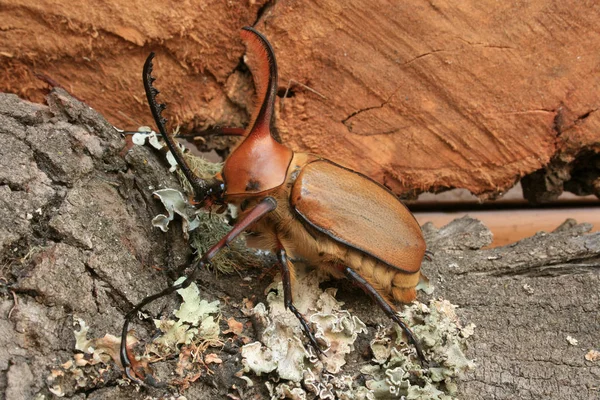 Besouro Macho Rinoceronte Musgo Coberto Log Cotacachi Equador — Fotografia de Stock