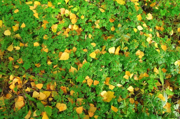 Abstraktní Pozadí Podzimním Žlutým Listím — Stock fotografie