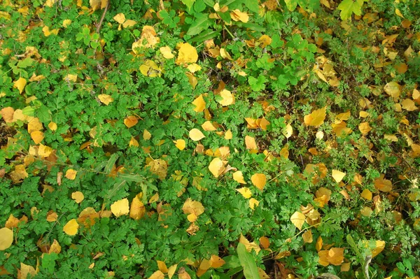 Fundo Abstrato Com Folhas Amarelas Outono — Fotografia de Stock