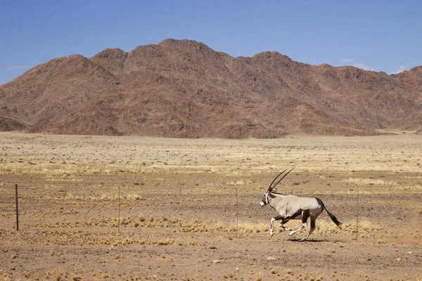 Oryx Antelope Vadon Élő Állat Természet Fauna — Stock Fotó