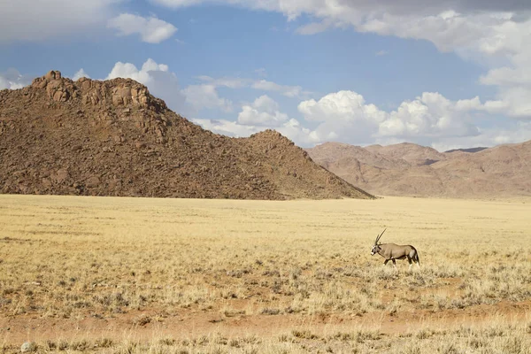 Oryx Antelope Wild Animal Nature Fauna — стокове фото