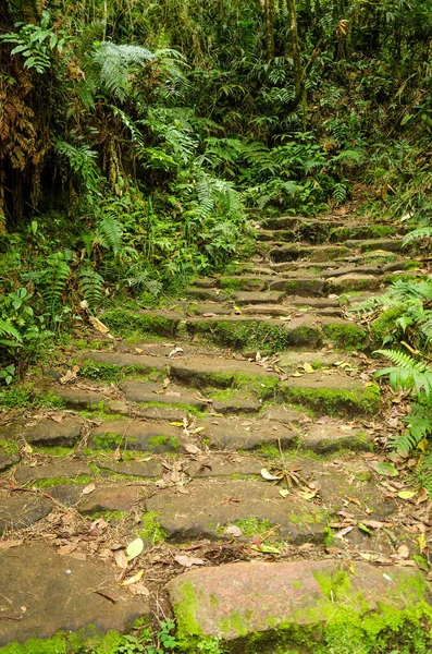 Chemin Pierre Traversant Une Luxuriante Forêt Nuageuse Verte Colombie — Photo