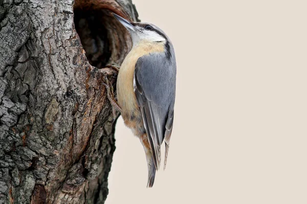 Vacker Utsikt Över Vackra Nuthatch Fågel — Stockfoto