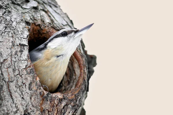 Vue Panoramique Bel Oiseau Sittelle — Photo