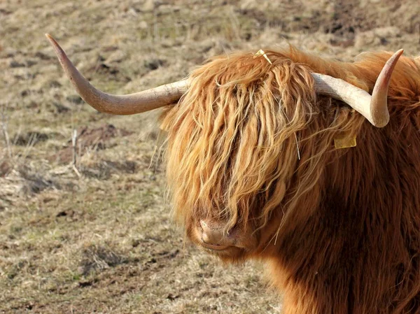 Scottish Highland Cattle Animais Selvagens — Fotografia de Stock