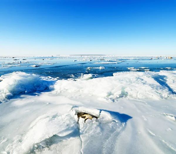 Камни Льду Побережье Балтийского Моря — стоковое фото