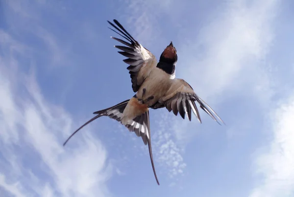 Barn Swallow Flight — Stock Photo, Image