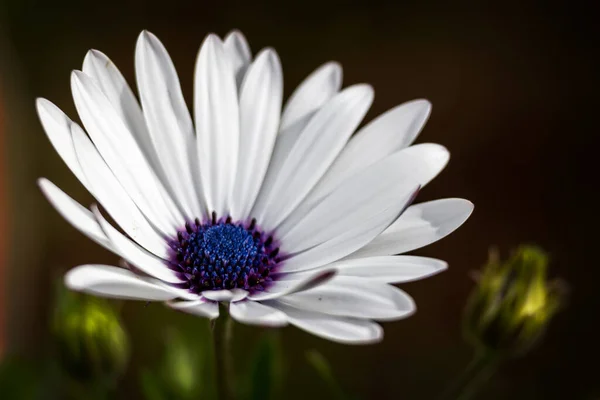 Hermosa Flor Blanca Fina Primer Plano —  Fotos de Stock