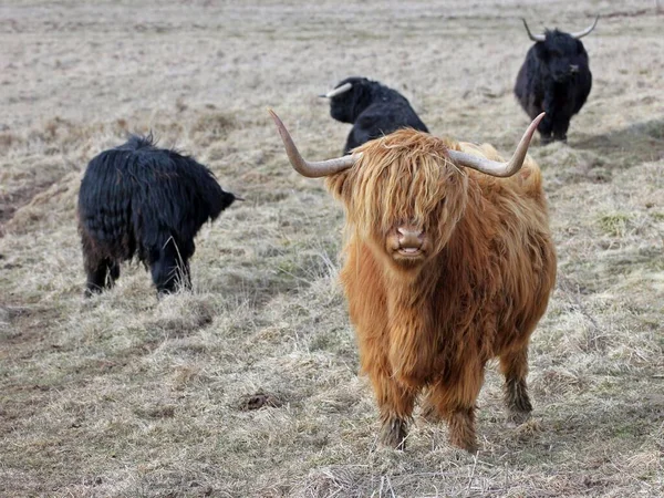 Scottish Highland Bydło Zwierzęta Dzikie — Zdjęcie stockowe